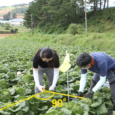 [보고영상] 농촌경제연구원 배추 실측메뉴얼 영상